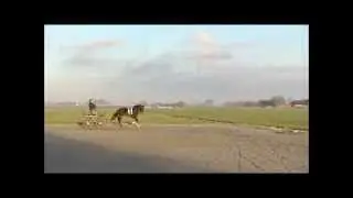 te koop Boy for sale driving horse