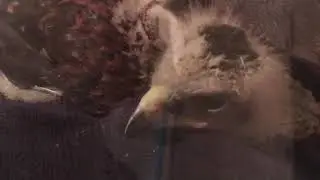 A stoners hobby campo imprinting a baby harris hawk