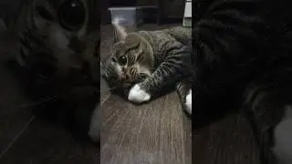 #cat #catlover #pets #funny #cute #залетит #сварной #cricket #подпишись #сварка #другой #топ