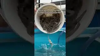 Optimal water quality is the cornerstone of successful aquaculture.  #verticalfarming #aquafarming