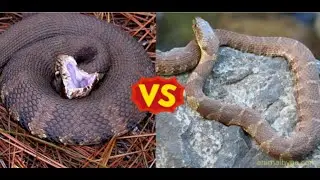 water snake vs cottonmouth: are they dangerous?