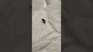 Meet Bob! The Dead Fly… #shorts