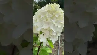ШУГА РАШ гортензия🌿🌺🌸 Мы ВКонтакте: Клубника Малина Сажены «ЭКОДОМ 60»