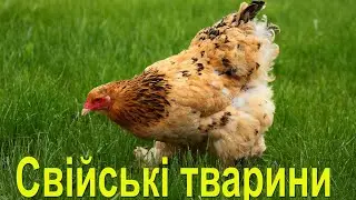 Розвиваючі мультики для дітей українською 0+ ☀️ Вчимо  домашніх тварин