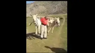 unusual videos #5