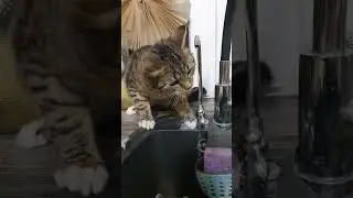 Иннокентий развлекается, страшно, очень страшно)) #мынезнаемчтоэтотакое #приколы