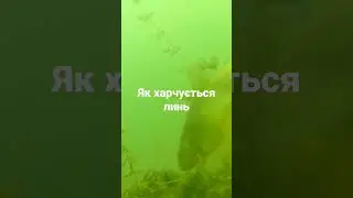 Як харчується линь, заглянемо під воду!