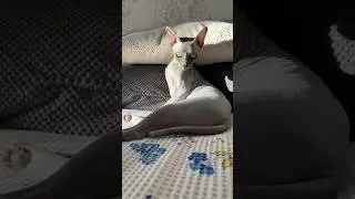 Я желаю тебе прекрасного утро и великолепного настроения💕 #shortsvideo #sphynx #hairlesscat #cute