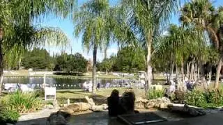 Warm Mineral Springs--January 2011 #2
