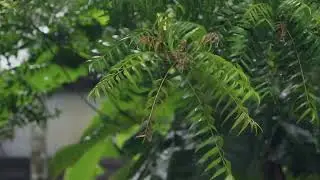 അന്ന് ഒരു മഴക്കാലത്ത് long format video asmr calming rain sound