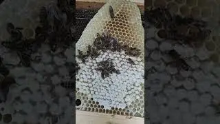 Пчёлам рамки на обсушку