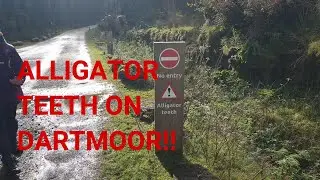 ALLIGATOR TEETH NEAR BELLEVER!!
