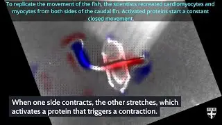 A fish was created from the human heart muscle.