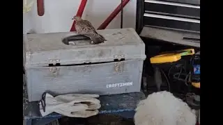 Pigeon Flies to see Puppy