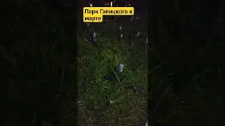 В Краснодаре в марте зацвели крокусы в Парке Галицкого. 