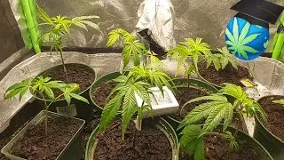 Settled In...Time To Grow Again! Ft. GroPlanner O+ Series by Hyperlite