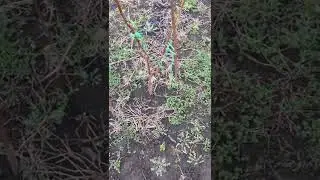 Малина « утренняя роса» поздняя малина.бизнес на малине.