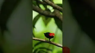 In Costa Rica, even the birds are getting their moonwalk on! 🐦🪩 #michaeljackson