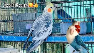 Lovebirds na aik aur egg da diya❤️ cocktail ki lovebird sa dosti bhi hogai🥰