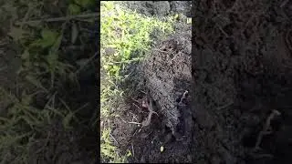 очень жаль ,что сильно затертая(