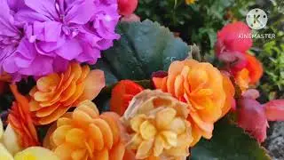 Wonders and Wandering in Nature