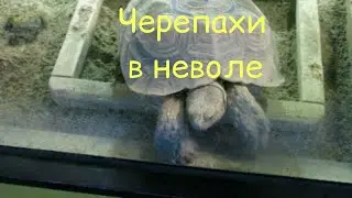 Как живут  черепахи в неволе | Аквариум КОЭКС Сеул Южная Корея