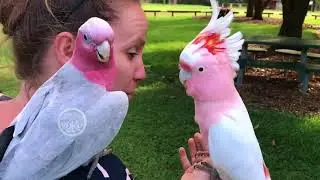 Adventure Time with Birbs 1_3