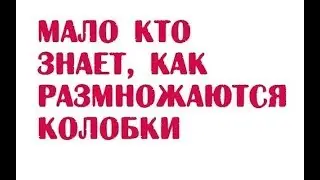 Мало кто знает, как размножаются колобки