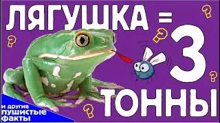 Пушистые факты