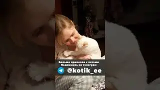 Смешные коты без озвучки 8 нарезка 
