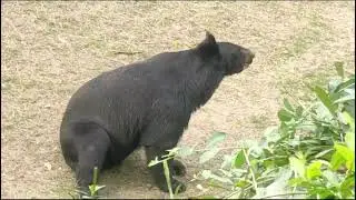 kindhearted Animal 🐻 bear