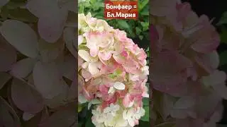 Бонфаер =Бл.Мария #гортензииметельчатые