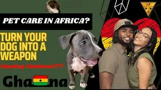 Pet ownership in Africa | vital GHANA 🇬🇭 information for dog owners