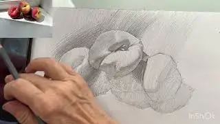 Рисуем плоские персики простым карандашом