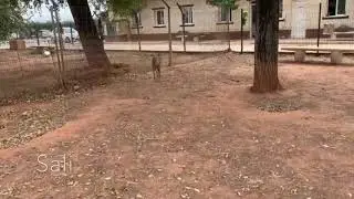 Sali