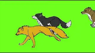 Running stampede animals wolve Green screen /green screen cartoon animals video