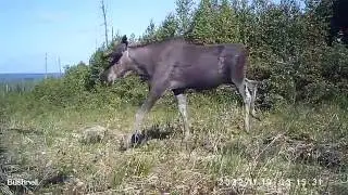 Лоси, самец и самка 01 06 16 Висимский заповедник