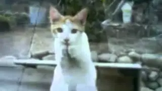 Happy Birthday, Trance Style! #1 - Funny Cats