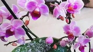 Новая Орхидея! Мультифлора с 6 цветоносами - заснеженная королева!//Цветёт одонтоглоссум!/Orhids