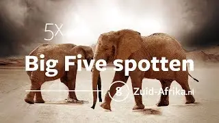 De 5 beste plekken om de Big Five te spotten in Zuid-Afrika | Zuid-Afrika.nl
