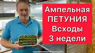 Ампельная ПЕТУНИЯ. Всходы 3 недели