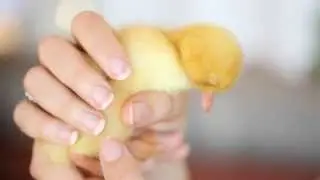 cute sleepy baby  duck - funny
