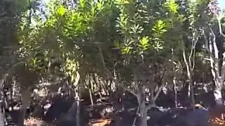למכירה עצי מקדמיה בגדלים שונים משתלות ירוק ישראלי 03-7655555