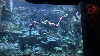 Mermaid show BXSea #bxsea #mermaid #mermaidshow #mermaids #bintaro #bintarojaya #jakartaaquarium