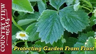 Late Frost Hits Garden, we need to protect the plants