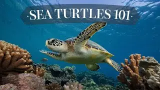 Sea Turtles 101: Everything You Need to Know!