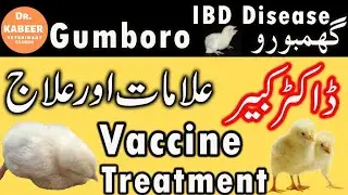 Gumboro IBD Symptoms, Vaccine and Treatment in Pakistan | Poultry Farming | Desi Golden Misri