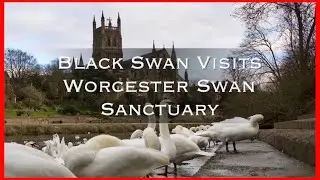 Black Swan Visits Worcester Swan Sanctuary - late February 2023.