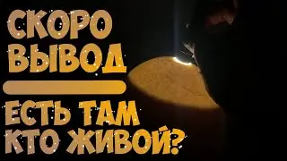 ИНКУБАЦИЯ АФРИКАНСКОГО СТРАУСА / ОВОСКОПИРОВАНИЕ