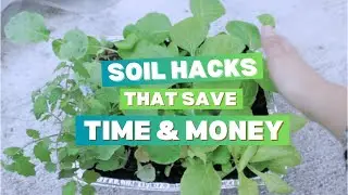 Growing food in small containers on my fire escape: saving money on soil & planting in the shade